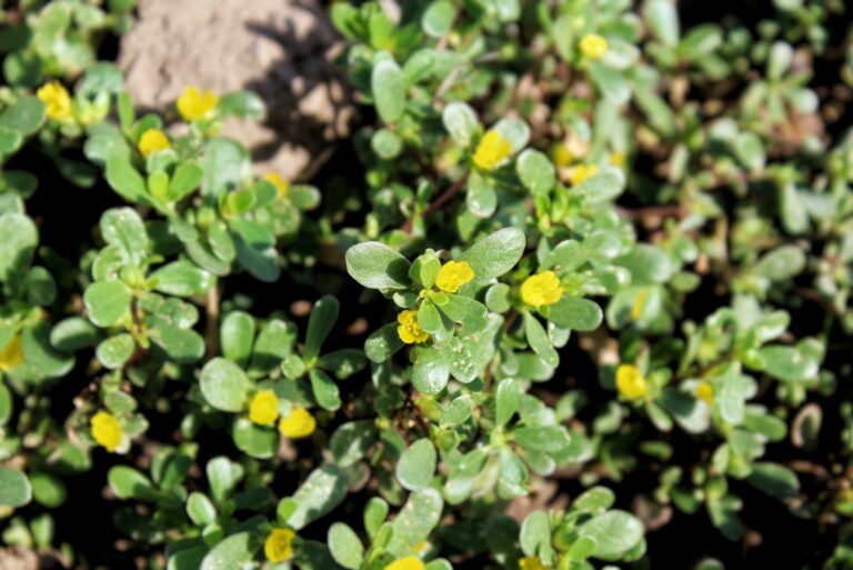 purslane