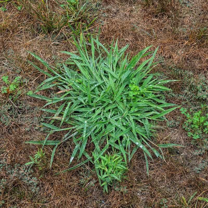 Crabgrass