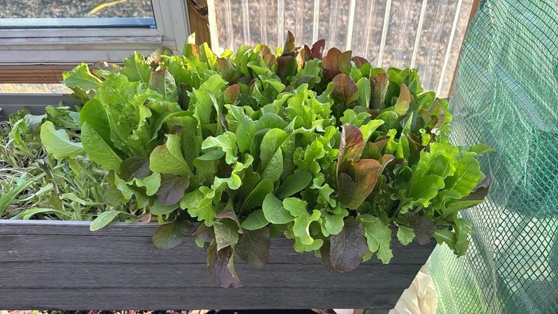 Lettuce Growing Fast With Crisp Fresh Leaves