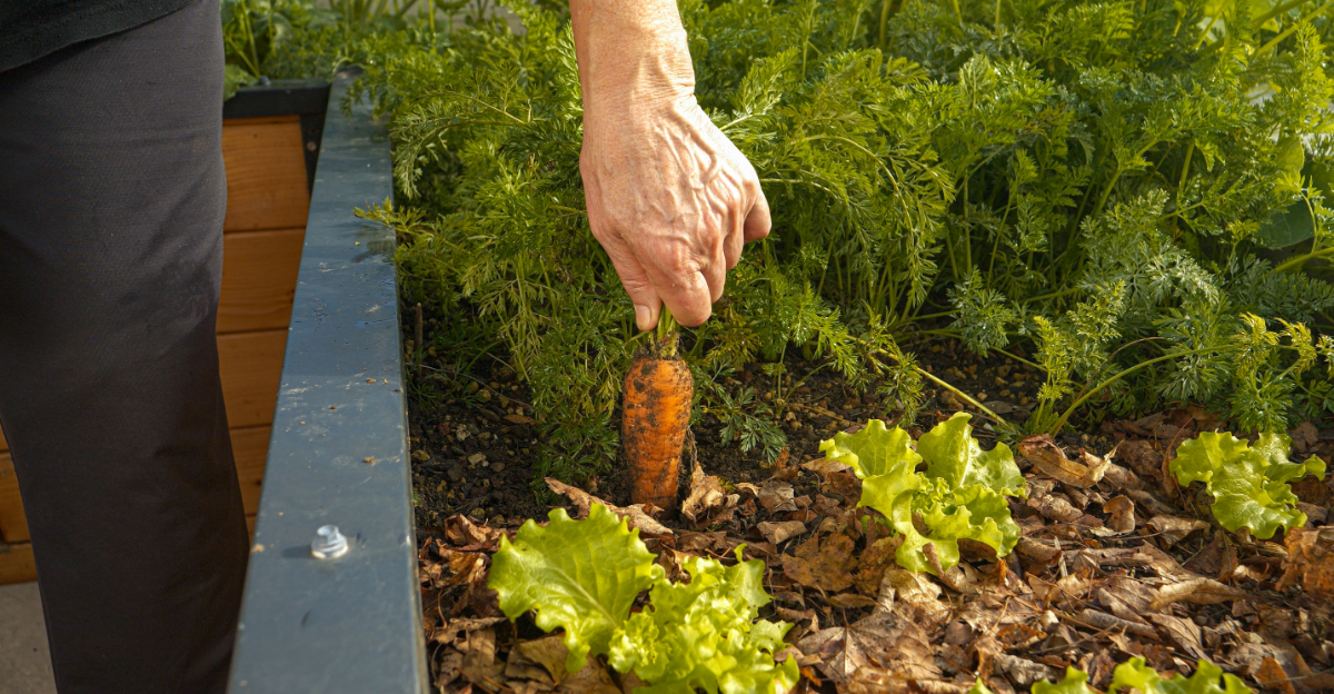 10 Vegetables Oregon Beginner Gardeners Can Easily Grow In Raised Beds