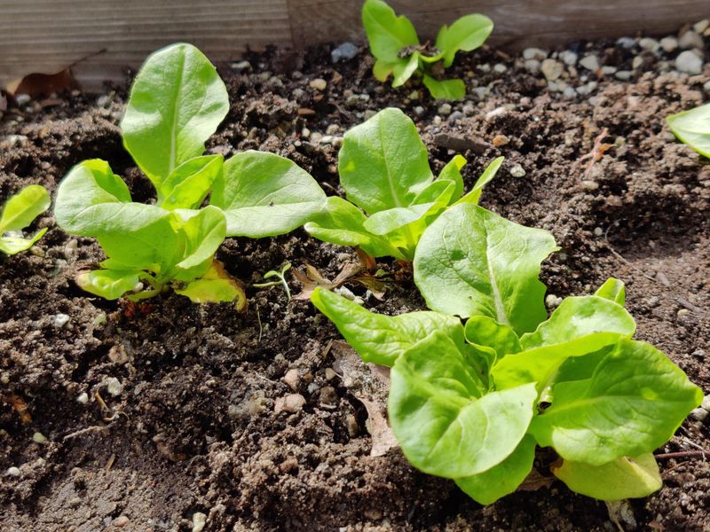 Lettuce Grows Fast In Cool Spring Weather