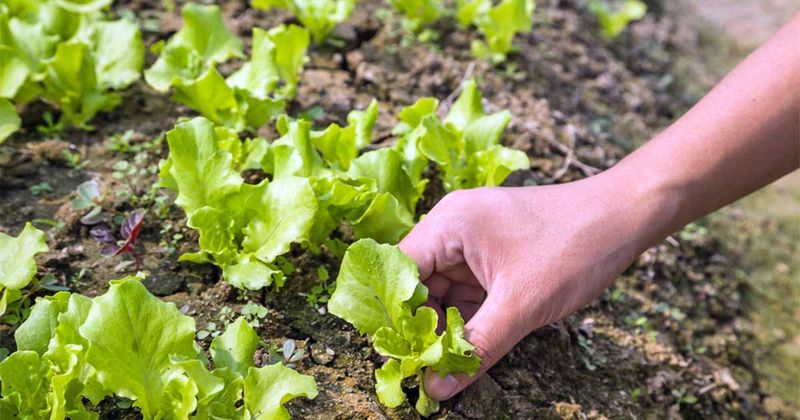 Lettuce Handles Cool April Weather And Grows Fast In Ohio Soil