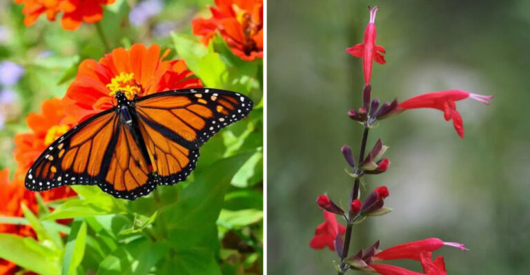 Marigolds and scarlet sage