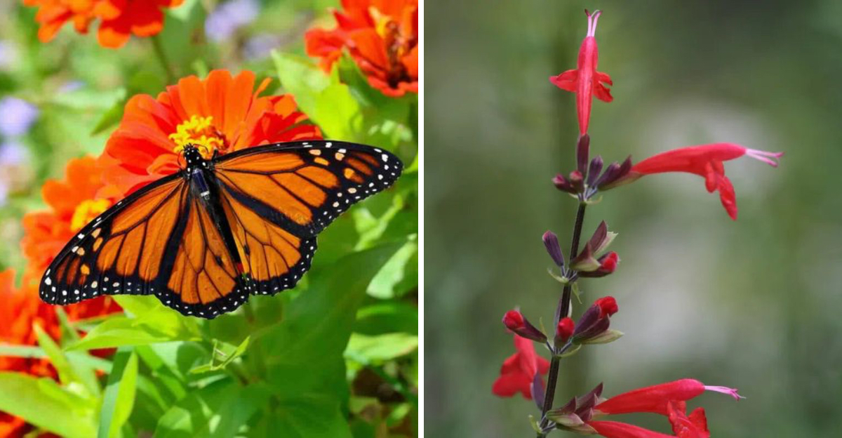 Marigolds and scarlet sage