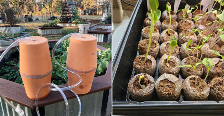 cali gardening practices