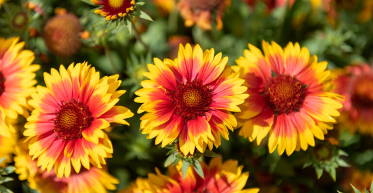 11 Best Full-Sun Perennials For Georgia Gardens That Love The Heat