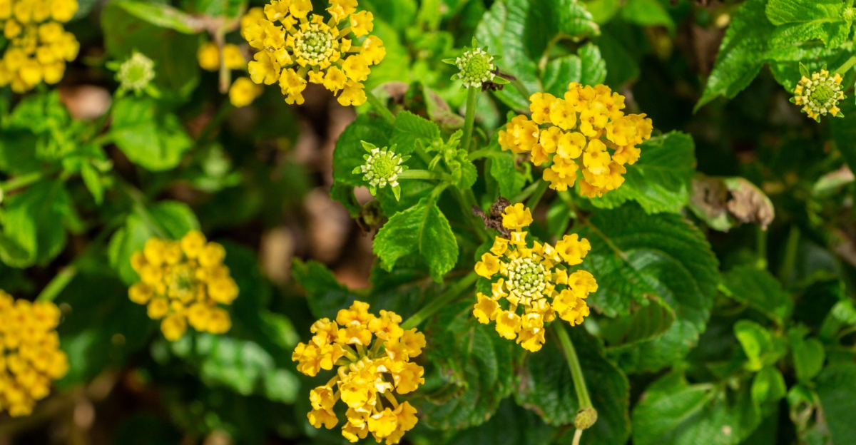 pineland lantana