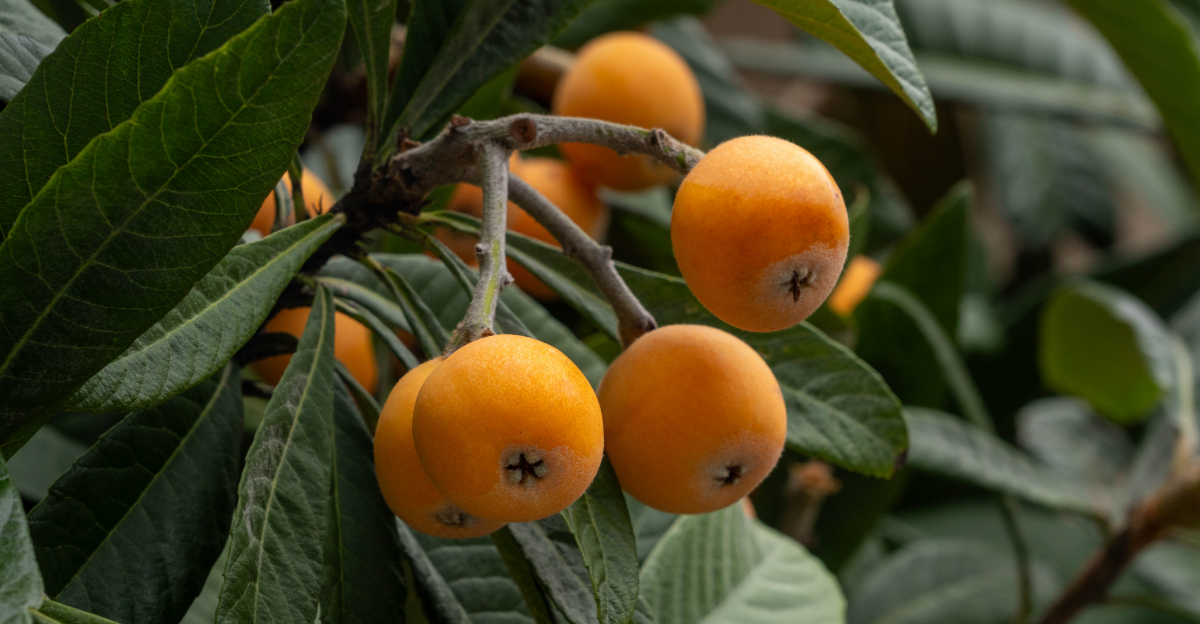 11 Fast-Growing Fruit Trees California Gardeners Can Easily Grown