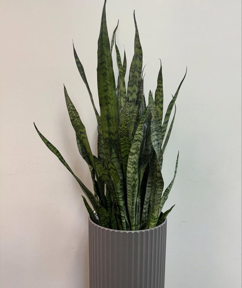 Snake Plant Thrives On Neglect