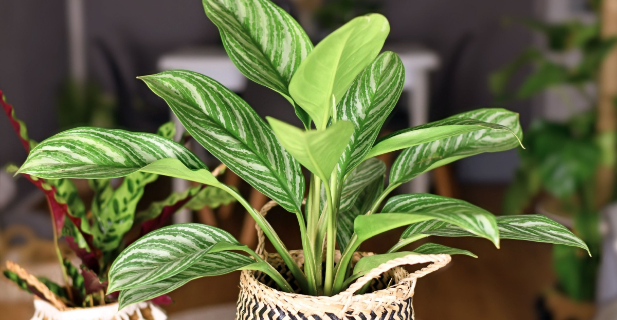 chinese evergreen