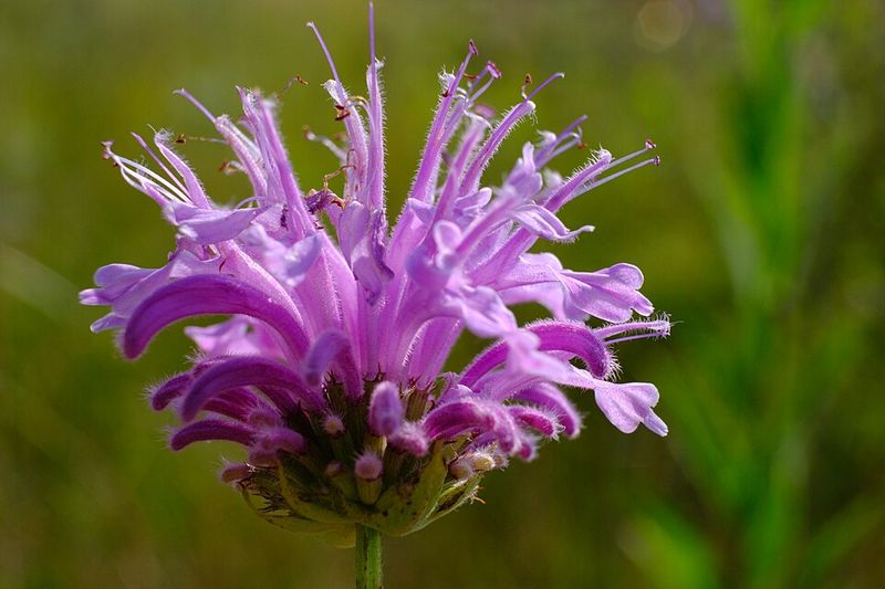 Wild Bergamot Brings Easy Color And Pollinator Buzz