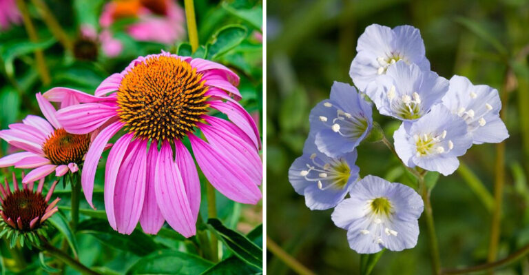 11 Low-Maintenance Perennials That Thrive In Pennsylvania With Minimal Fuss