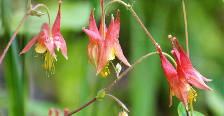 eastern red , or wild columbine