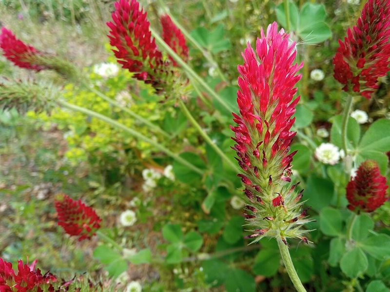 Crimson Clover Adds Quick Spring Nitrogen To Garden Soil