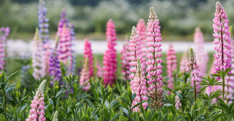 11 Plants That Can Boost Soil Nitrogen In Oregon Vegetable Gardens