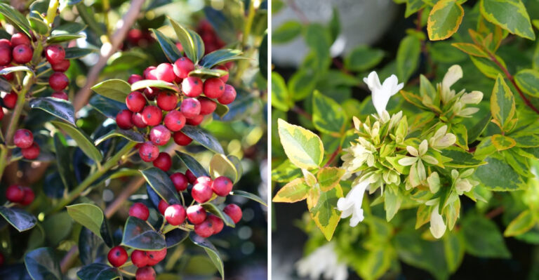 11 Texas-Friendly Boxwood Alternatives That Instantly Elevate The Landscape