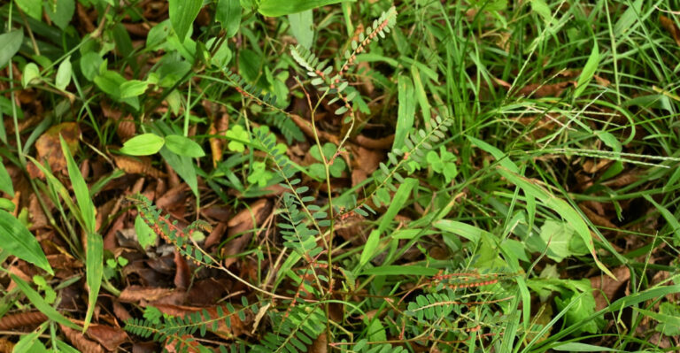 Phyllanthus urinaria