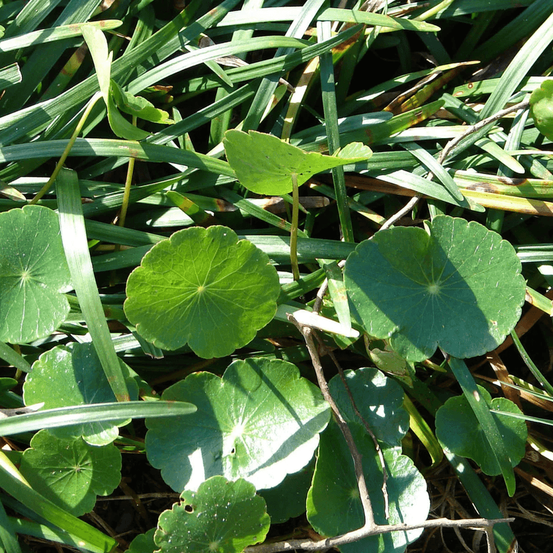 Dollarweed Spreads Round Leaves Across Damp Lawns