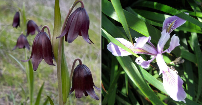 12 Beautiful Oregon Wildflowers You Can Grow In Your Backyard Garden