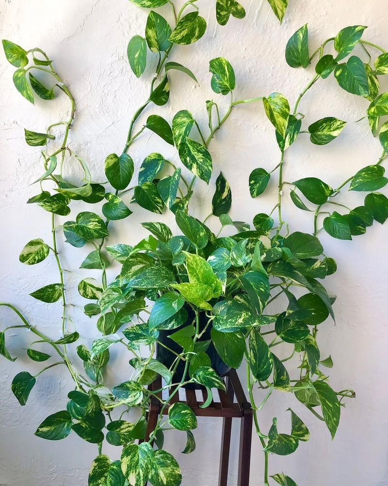 Golden Pothos Trails Effortlessly Through Bright Florida Rooms