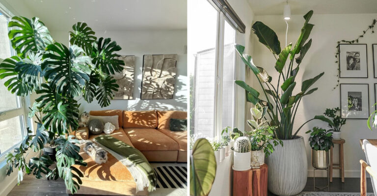 12 Indoor Plants Florida Homes Love For Every Room