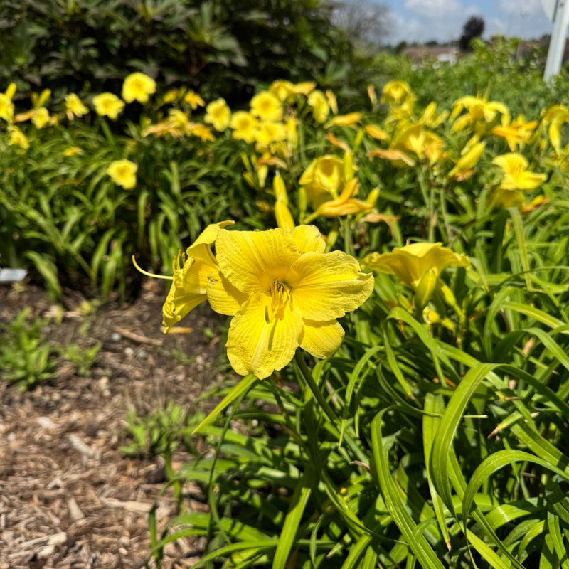 Daylily (Hemerocallis)