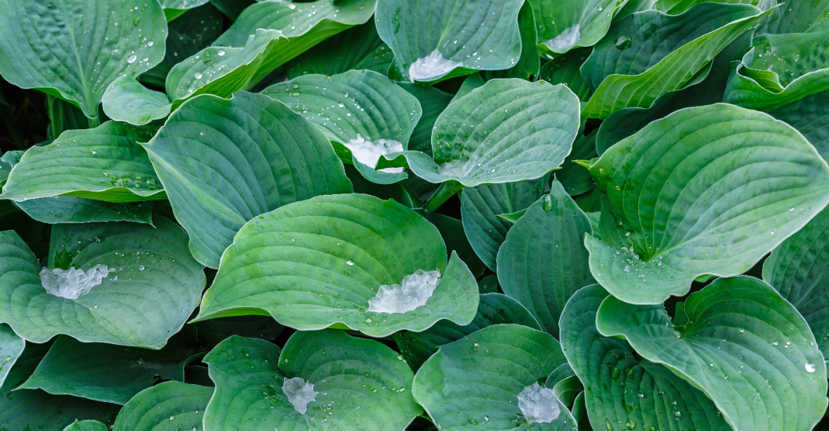 ice on hosta plant