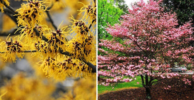 Witch Hazel and dogwood