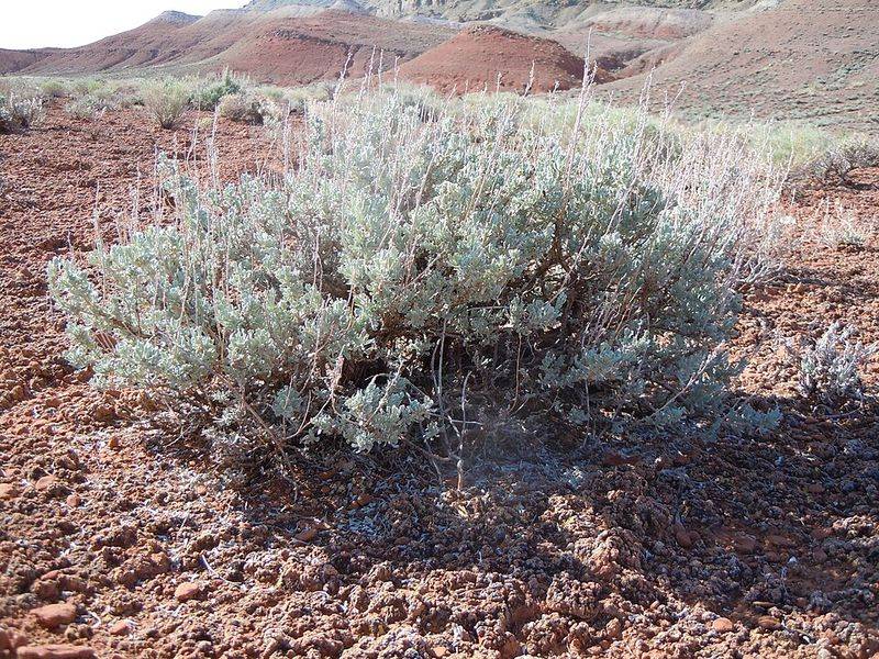 Wyoming Big Sagebrush Adds Silvery Color To Dry Landscapes