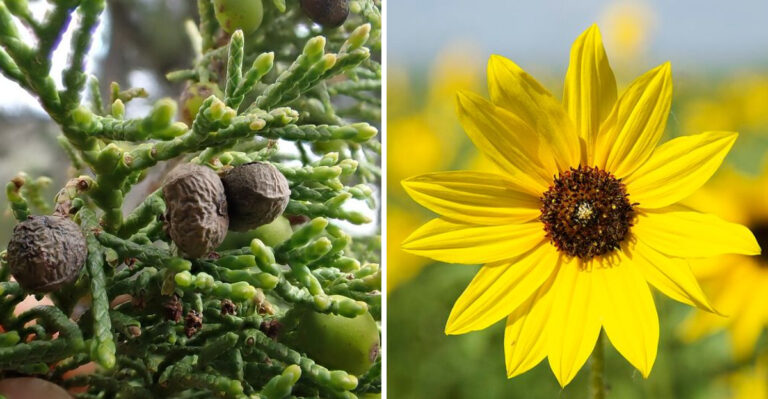 15 Best Native Plants For The Mountain West In Wyoming