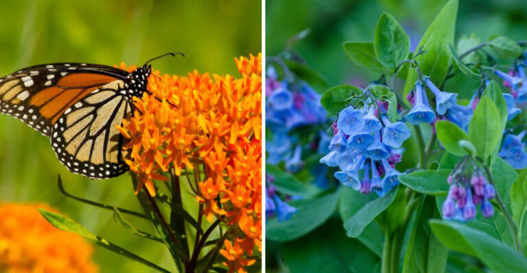 Butterfly weed and bluebells