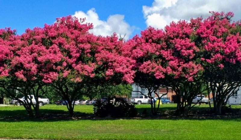 Crape Myrtle