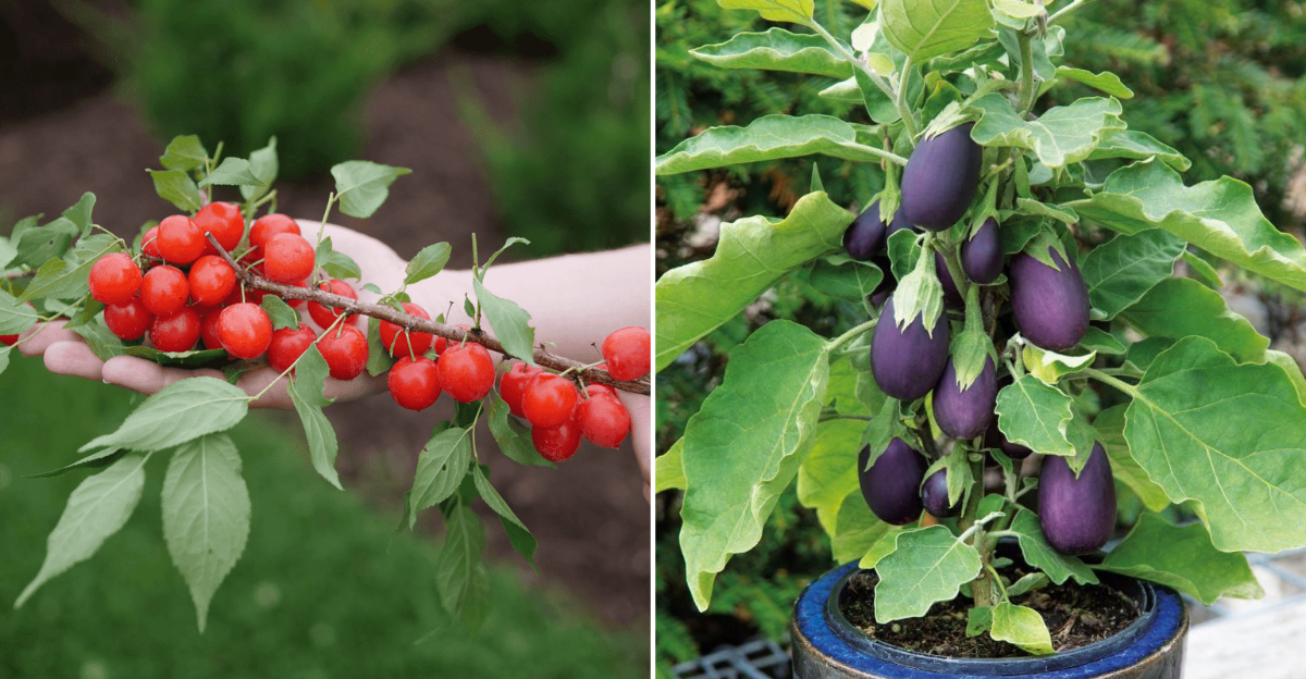 new fruit and veggies