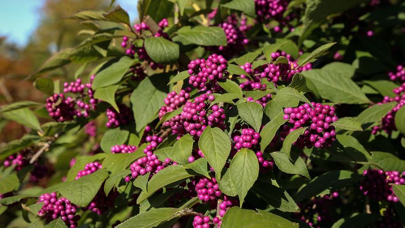 American Beautyberry Brings Purple Berries And Wildlife