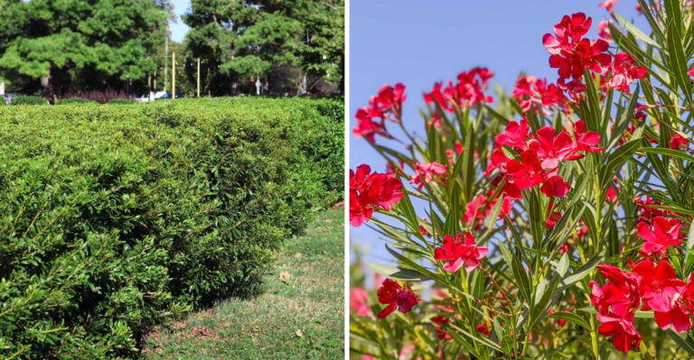 2026’s Best New Garden Shrubs That Are Perfect For Texas Landscapes