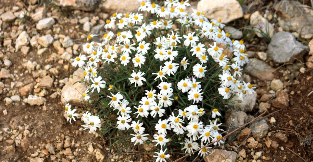 plant (featured image)