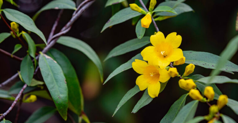 4 Different Plants Called Jasmine And How To Grow Them In Texas