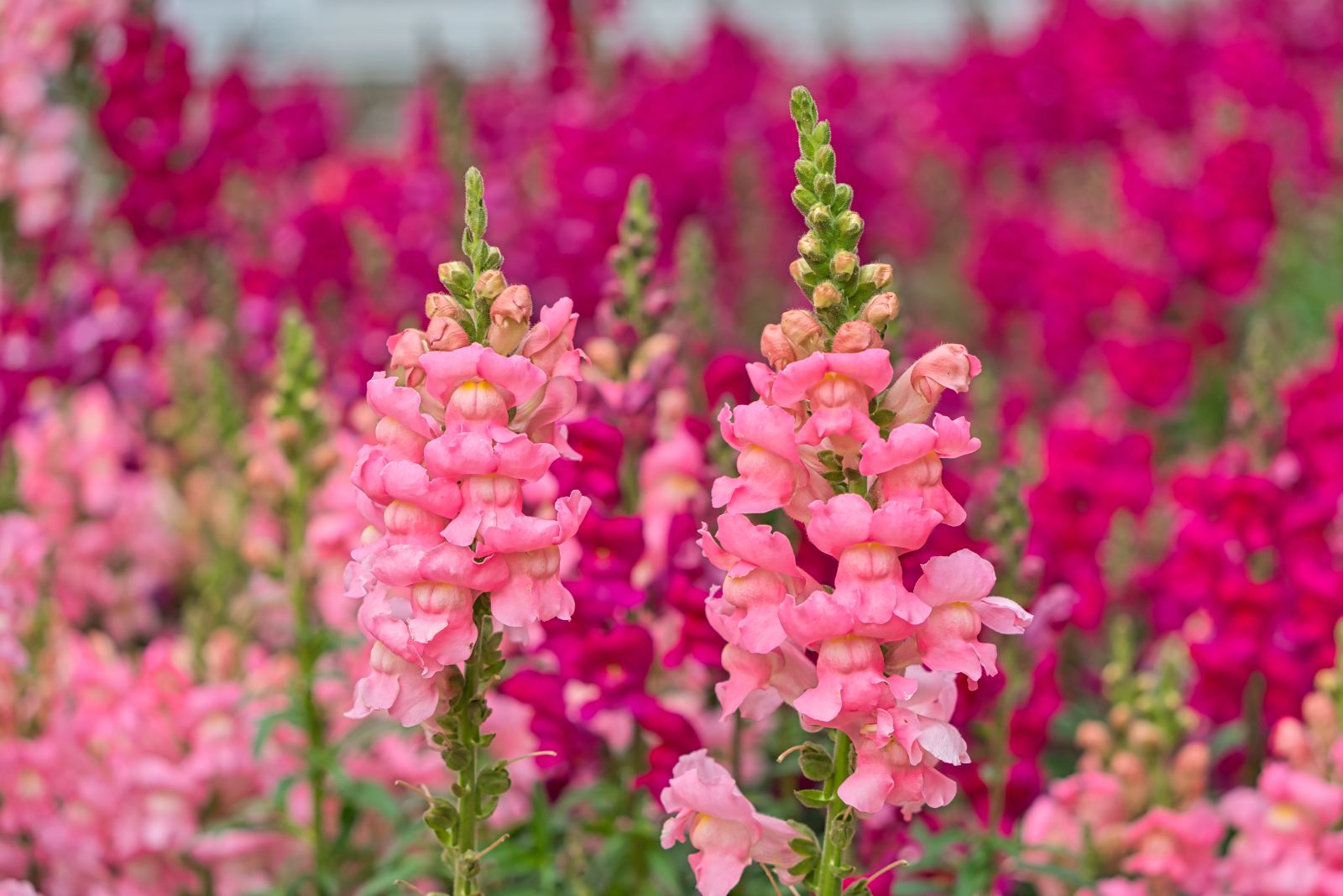 snapdragons
