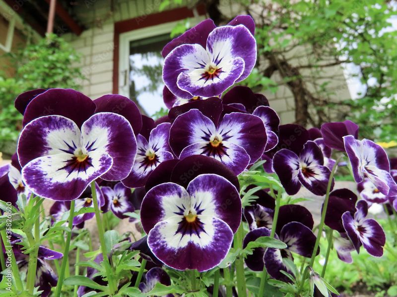 Pansies (Viola Tricolor Var. Hortensis)