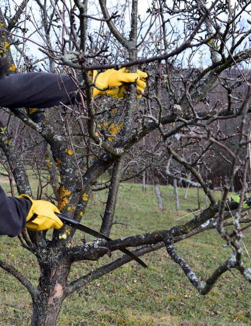 Apple Trees Can Be Pruned Before Bud Break For Better Structure