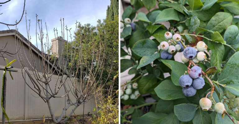 4 Georgia Fruit Trees Ready For March Pruning And 3 To Leave Alone