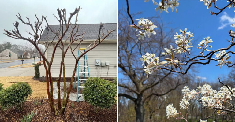 4 Georgia Trees You Can Safely Prune In March And 5 To Leave Alone