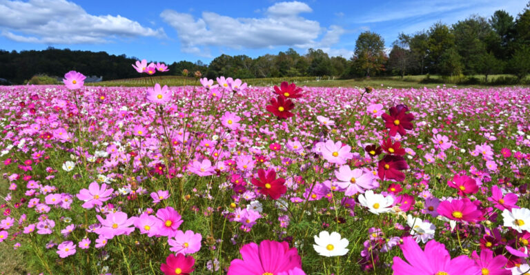 4 Heat-Tolerant Annuals Pennsylvania Gardeners Should Start In March (And 4 To Wait On)