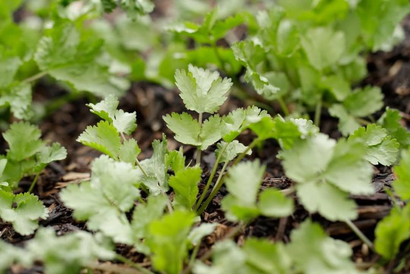 Cilantro Germinates Well In Cool Early Spring Soil