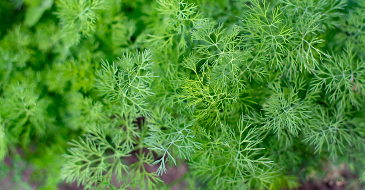 herbs (featured image)