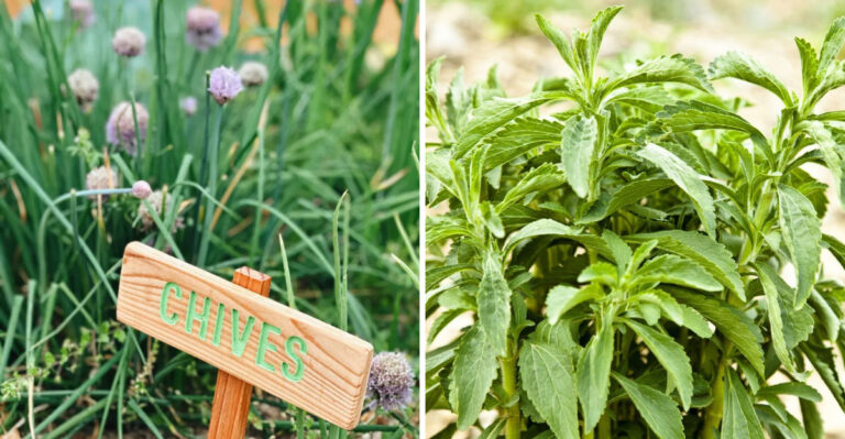 4 Herbs To Plant In Georgia During March And 4 That Need Warmer Nights
