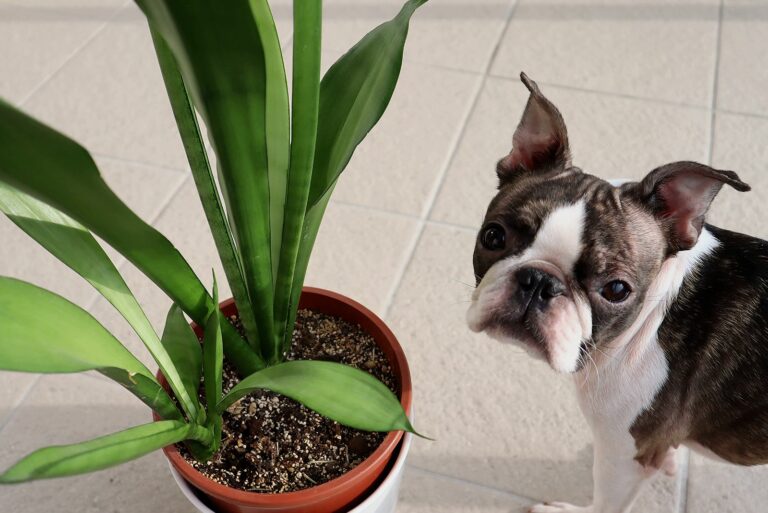 dog and plant indoors