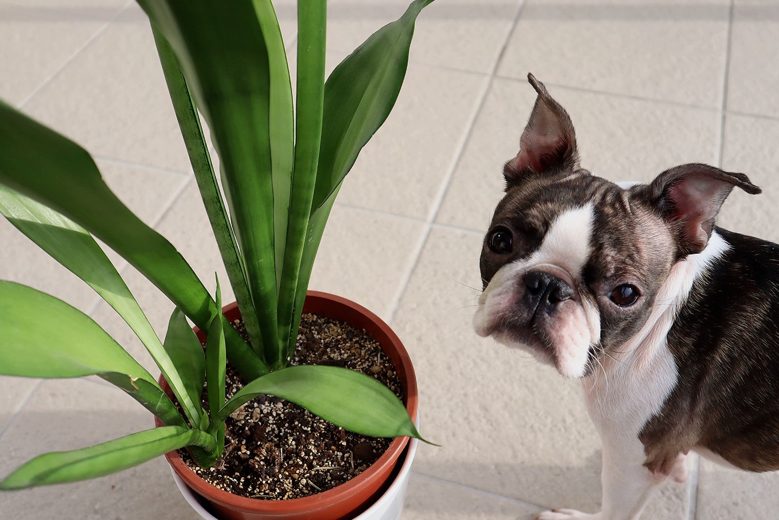 dog and plant indoors