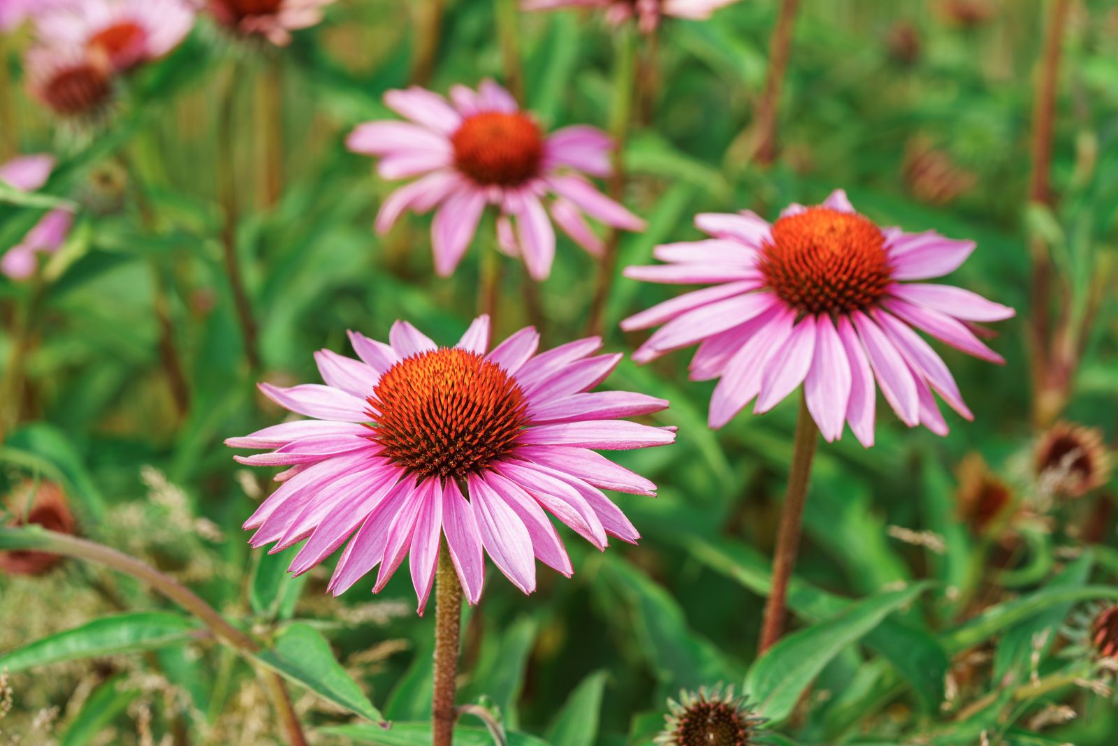 purple coneflowers