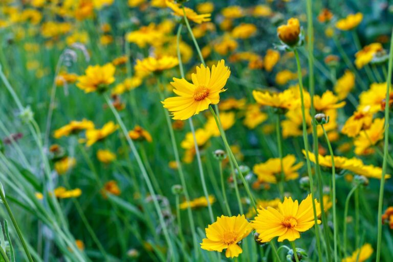 coreopsis